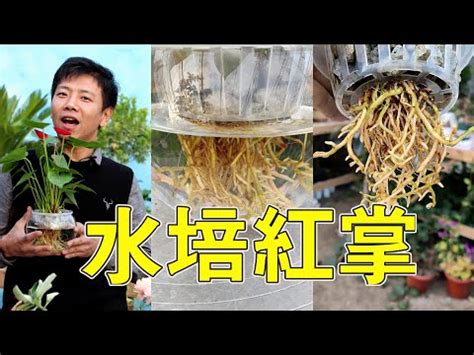 粉掌風水|【粉掌風水擺放位置】粉掌旺運招財還招桃花 